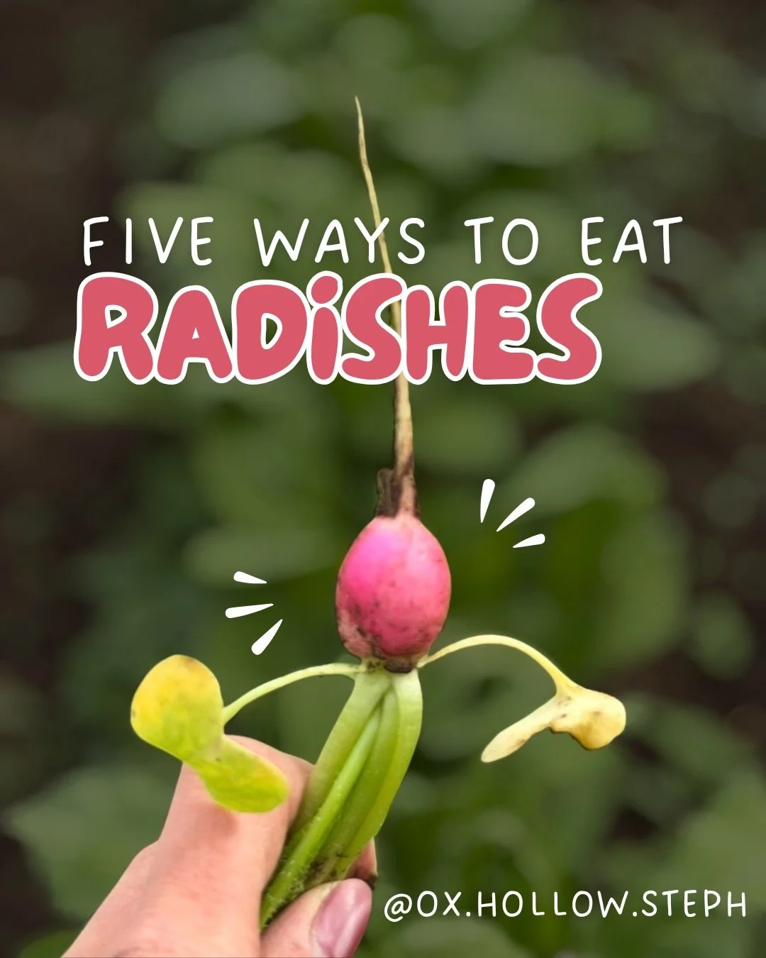 Radishes are in season right now and we&rsquo;ve got plenty! Crisp, peppery, and super versatile. Grab some tomorrow at the @westportfarmersmarket from 10&ndash;2pm 🫜