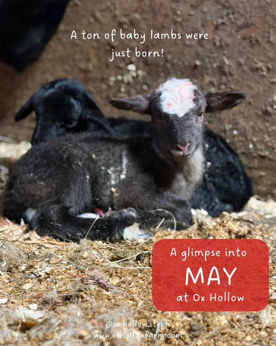 You know what they say: April&rsquo;s farm prep brings&hellip;.more farm prep because this work never ends 😂❤️&nbsp;

Check out our market schedule to see where we&rsquo;re bouncing around this season! And be sure to visit our Bantam Farm Stand AND 