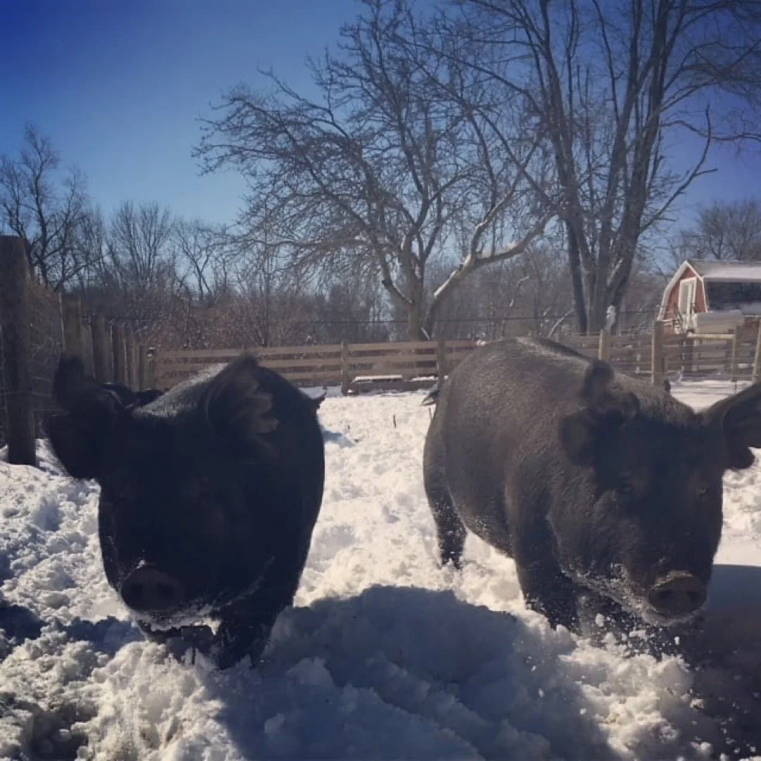 Two pigs running through snow in a winter backyard with trees and a wooden fence in the background.