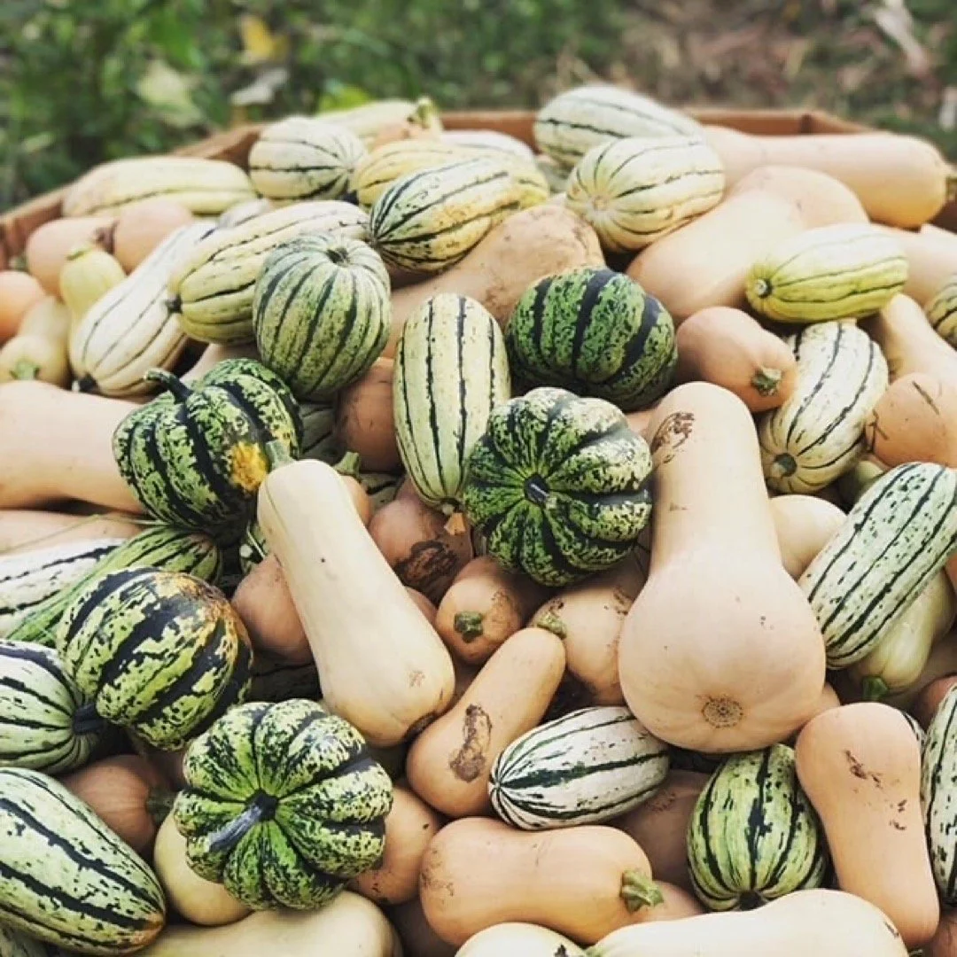 A pile of various gourds and squash, including striped and solid-colored varieties, on a wooden surface outdoor.
