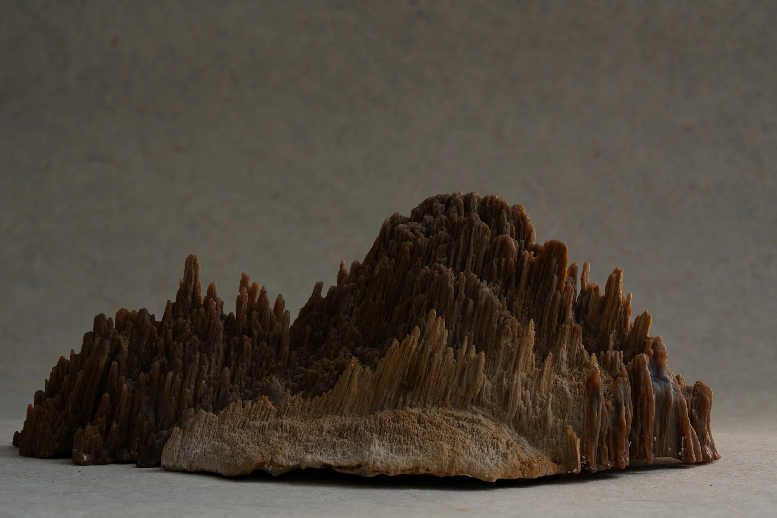 Close-up of a textured, layered, brown fossilized coral or mineral formation on a neutral background.