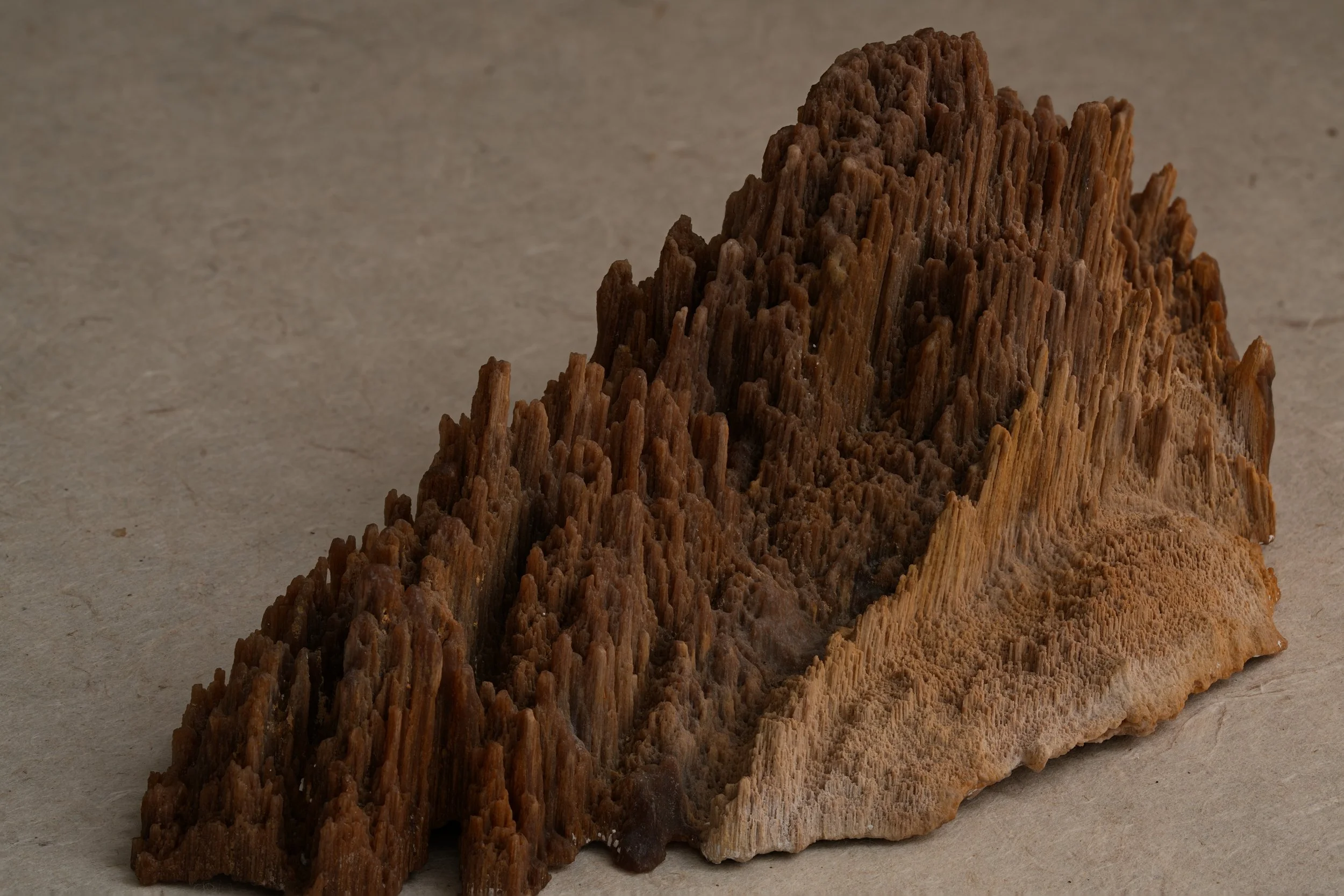 A large piece of petrified wood with a spiked, textured surface on a light-colored surface.