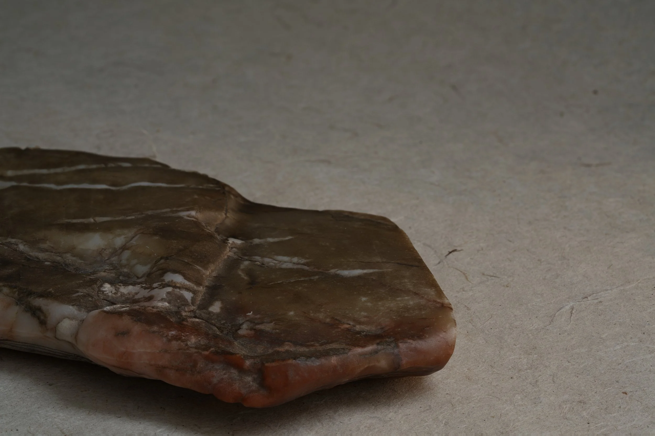 Close-up of a fossilized seashell on a light-colored surface.