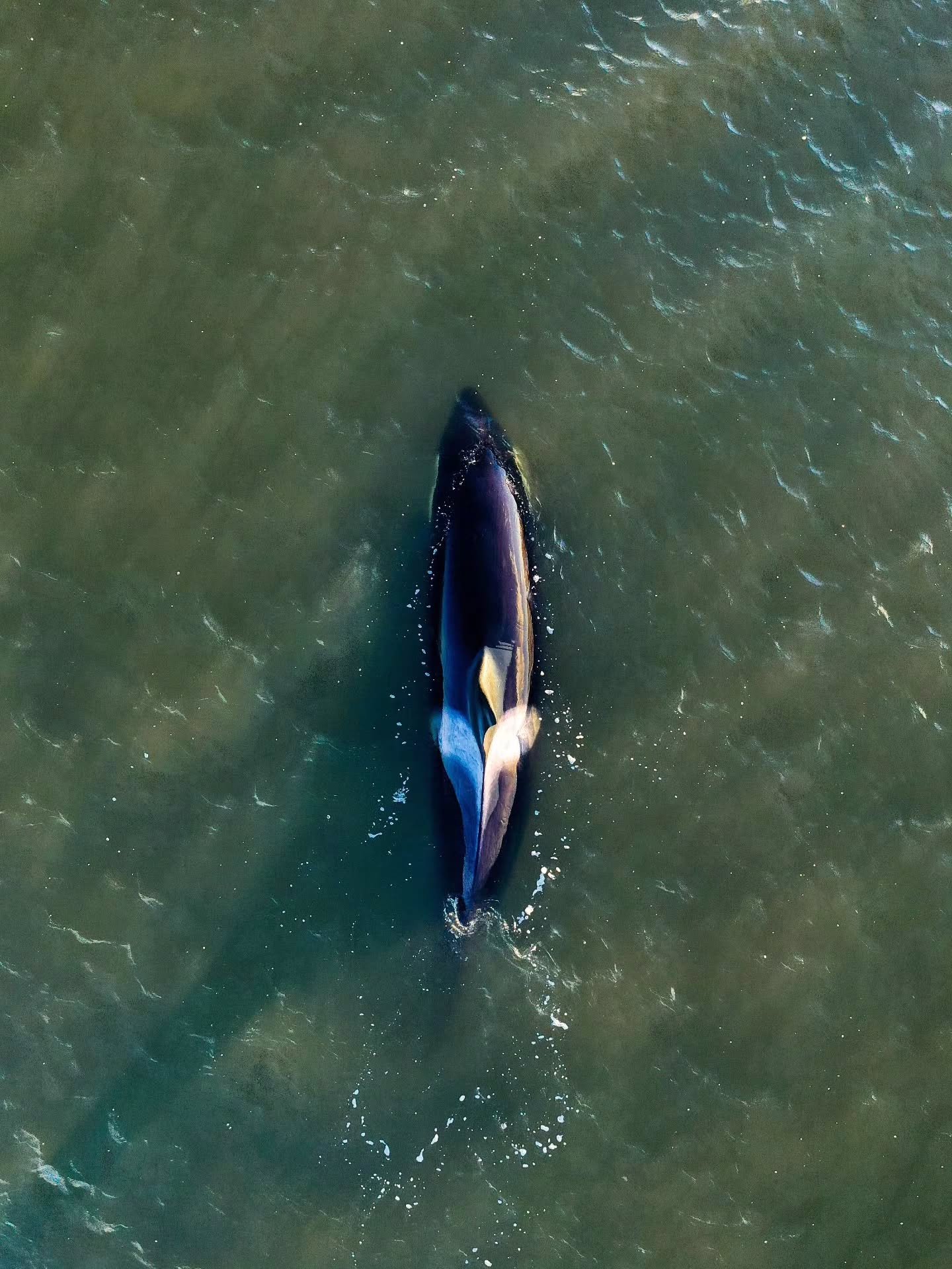 The whale that got away 🙏 After days stuck it finally got free and wasn't seen again. An orca that got stuck 4 years ago who also like Timmy got help go to get free. After a short reappearance we never saw him again. 
But is it okay to help animals 