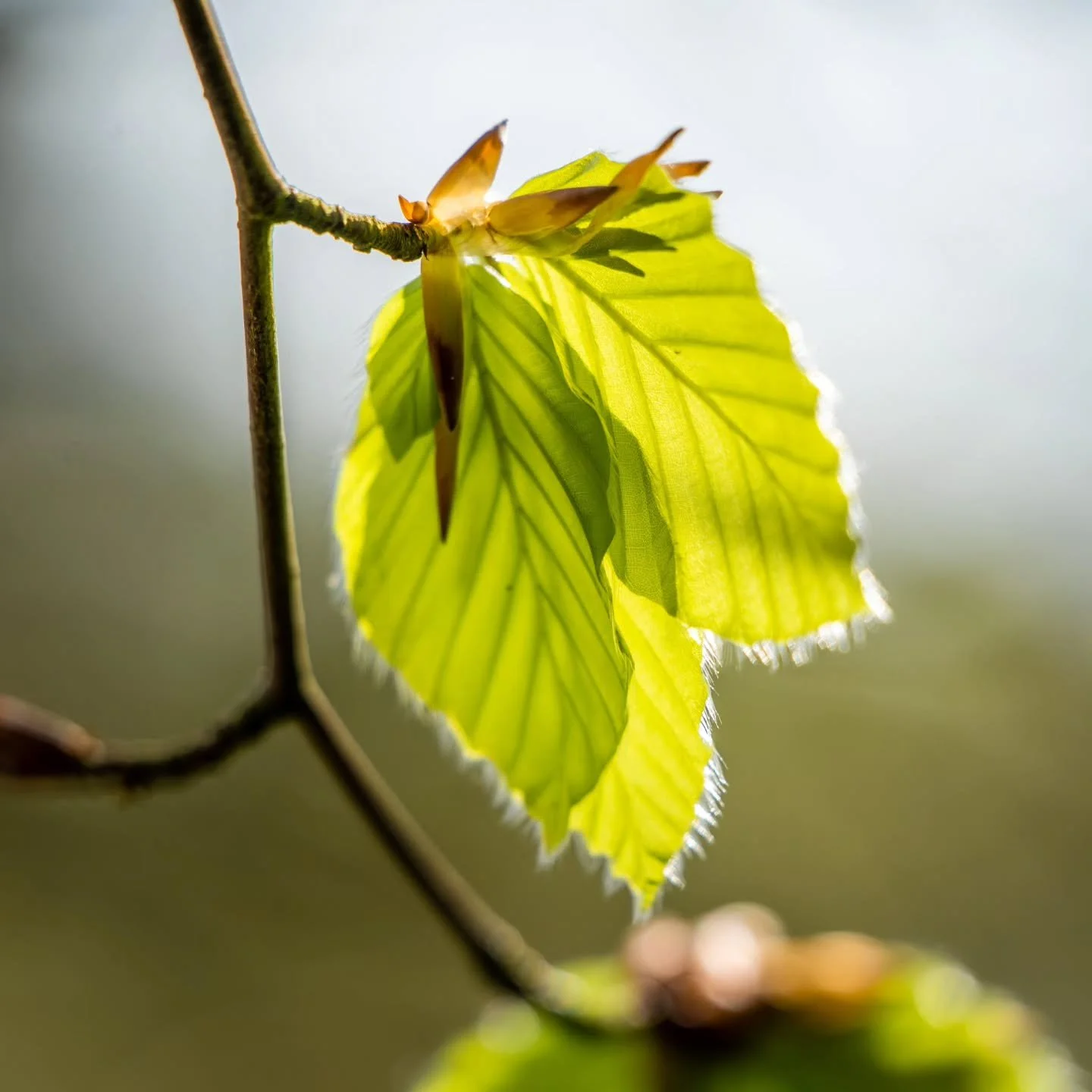 Danish Spring 🍃 European Beech national tree and a Song Thrush chick 🐣 Such a lovely feeling! 
#spring #denmark #beech #songthrush #sangl&aelig;rke