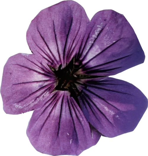 Close-up of a purple flower with dark veining on the petals.