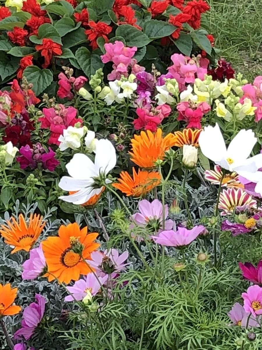 A vibrant garden bed filled with pink, white, orange, red, and purple flowers with green foliage.