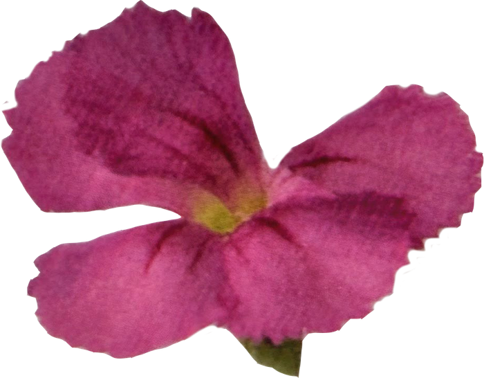 Close-up of a pink flower with ruffled petals and a yellow center.