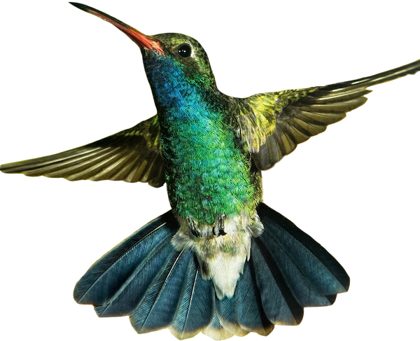 Close-up of a colorful hummingbird with wings spread and tail feathers fanned out.