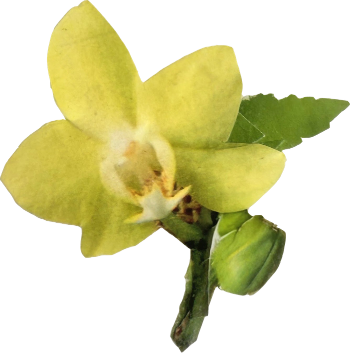 A yellow orchid flower with green leaves and a green bud.