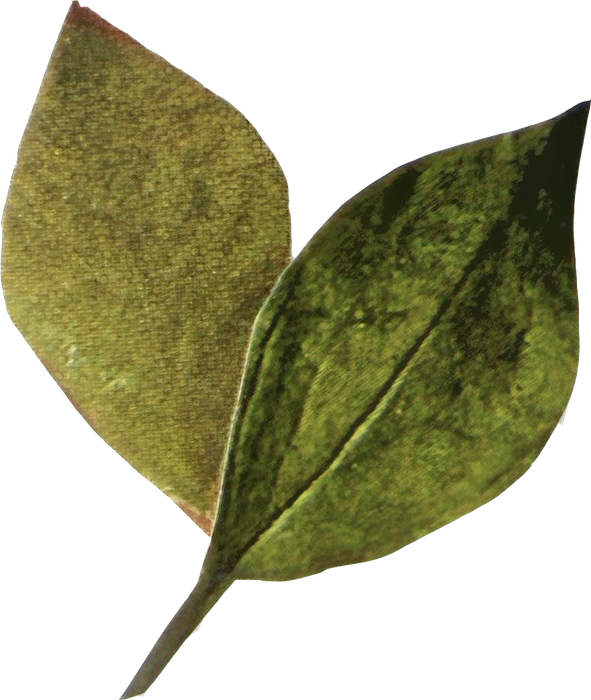 Close-up of two green leaves with visible texture and veins.
