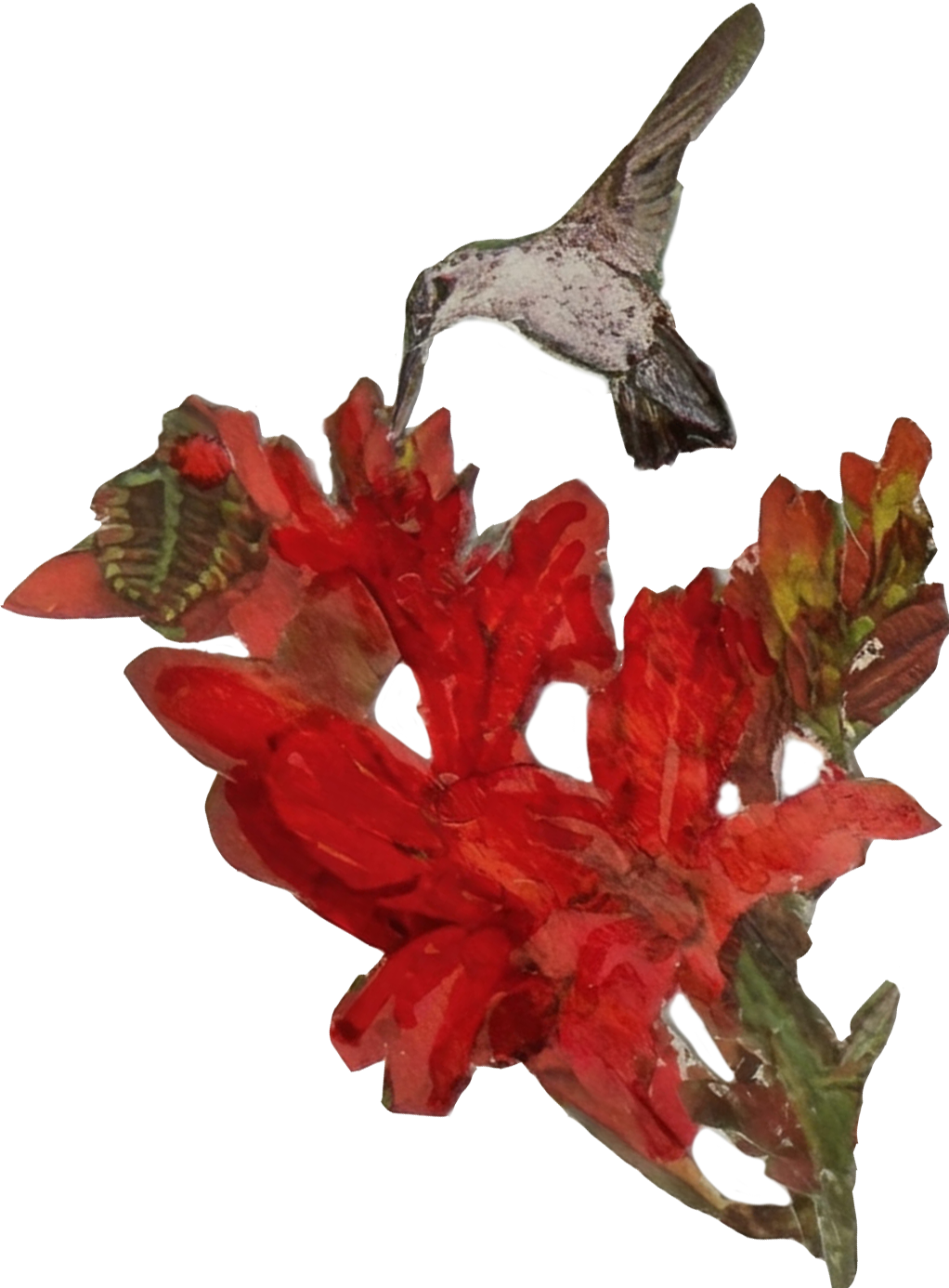 A hummingbird hovering near red and orange flowers.