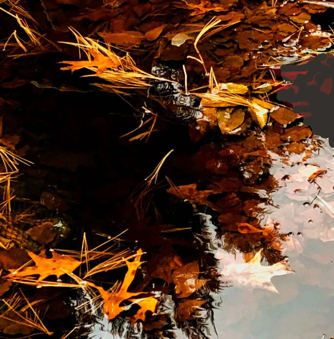 Autumn leaves floating in a body of water, with some leaves submerged and others on the surface, displaying shades of orange, brown, and yellow.