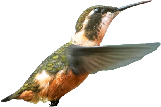 A hummingbird with green and brown feathers, hovering with wings spread out.