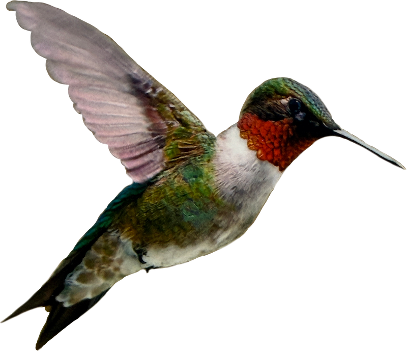 A colorful hummingbird in flight with green, red, orange, and white feathers.