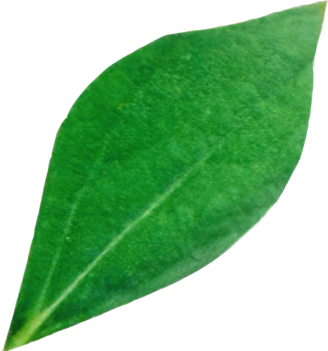 A single green leaf with a smooth surface and prominent central vein.