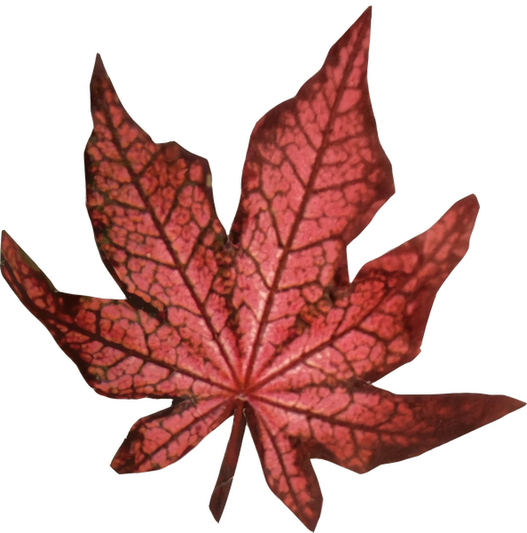 Red and pink maple leaf with dark veins.