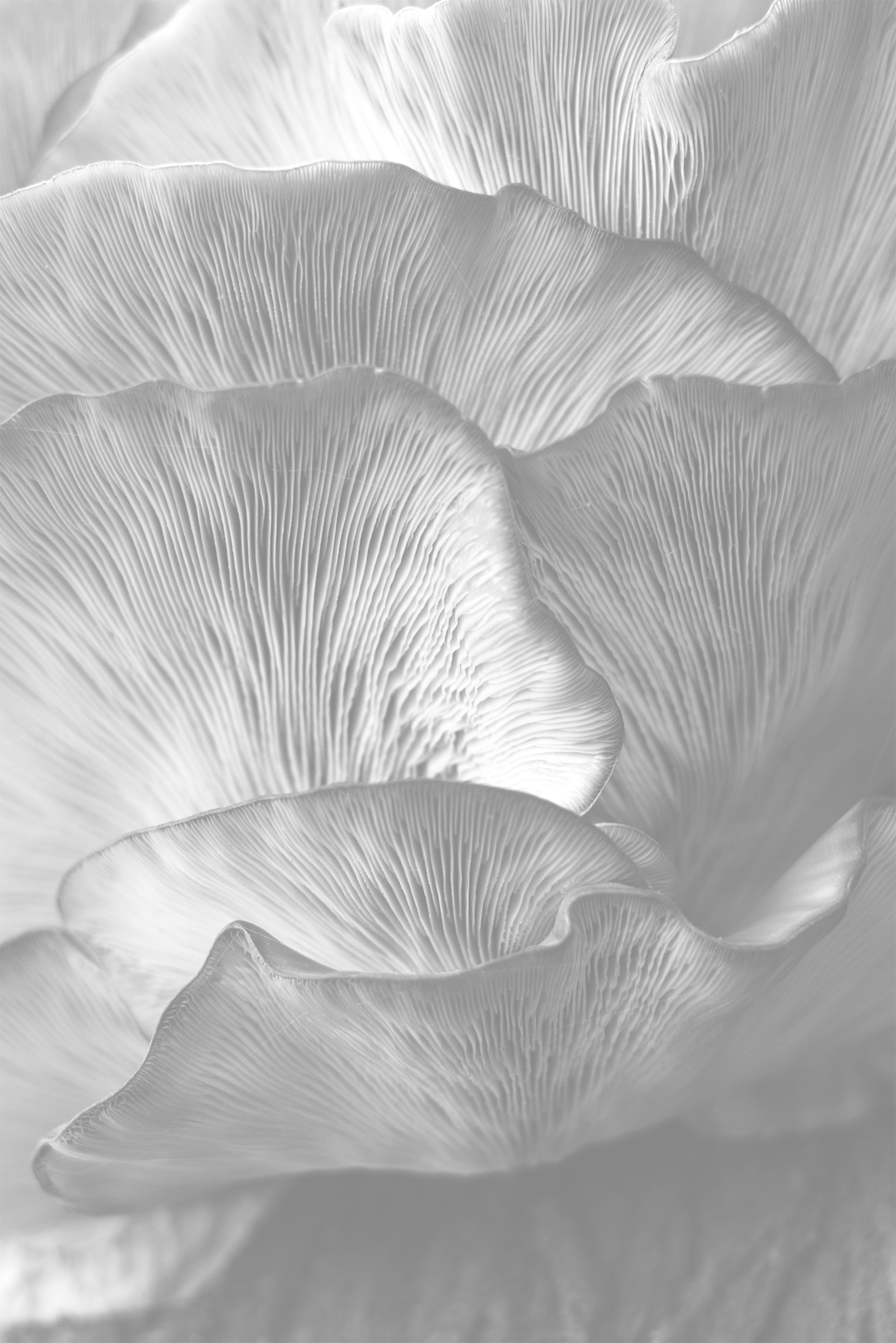 Close-up of gilled mushroom in grayscale