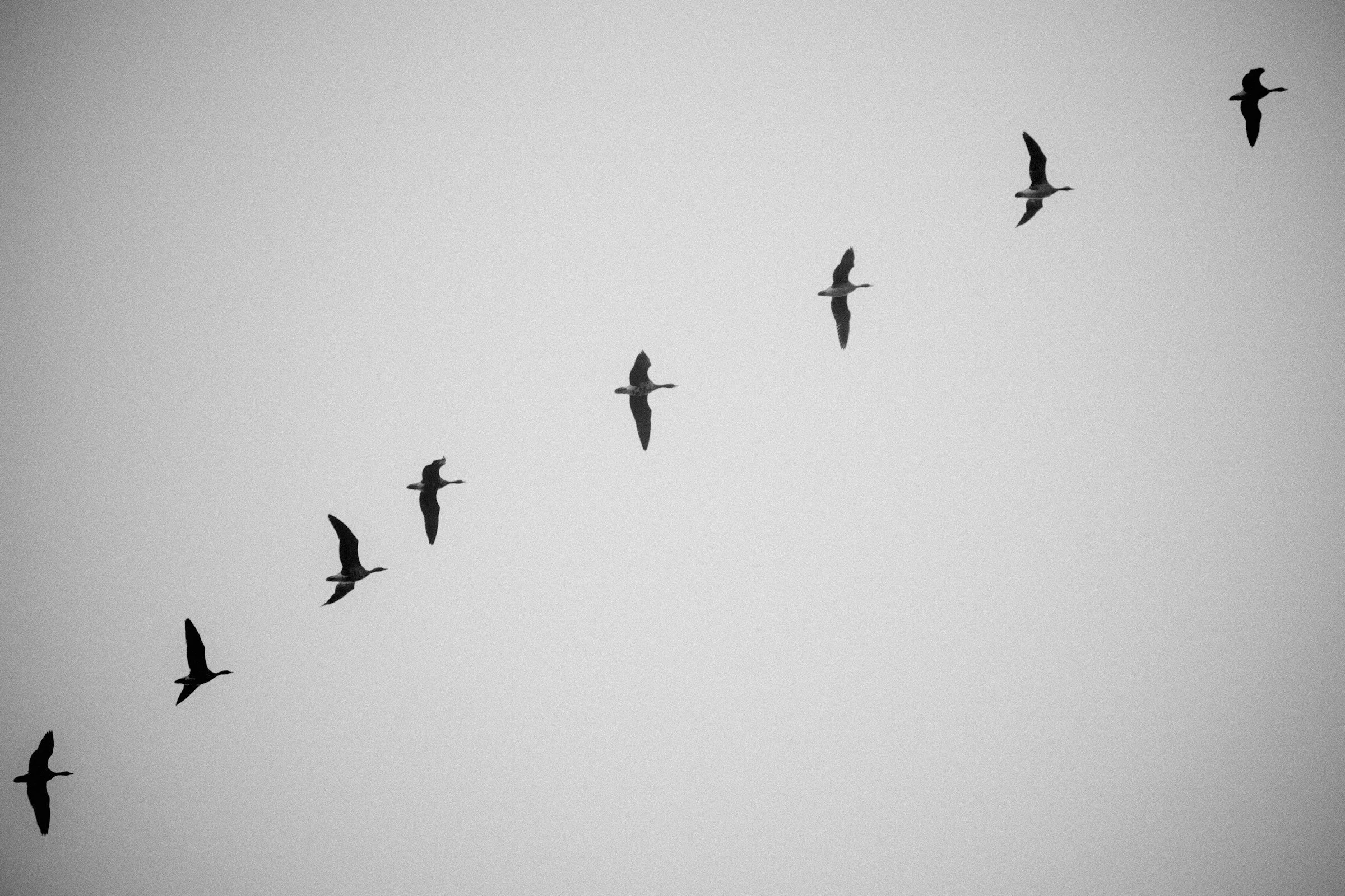 A flock of seven birds flying in V formation against a gray sky.