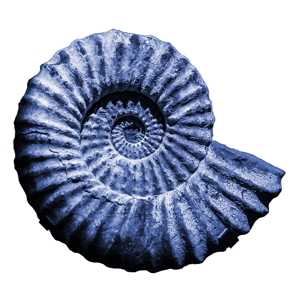 Close-up of a spiral ammonite fossil with detailed ridges and texture, shown in shades of blue and gray.