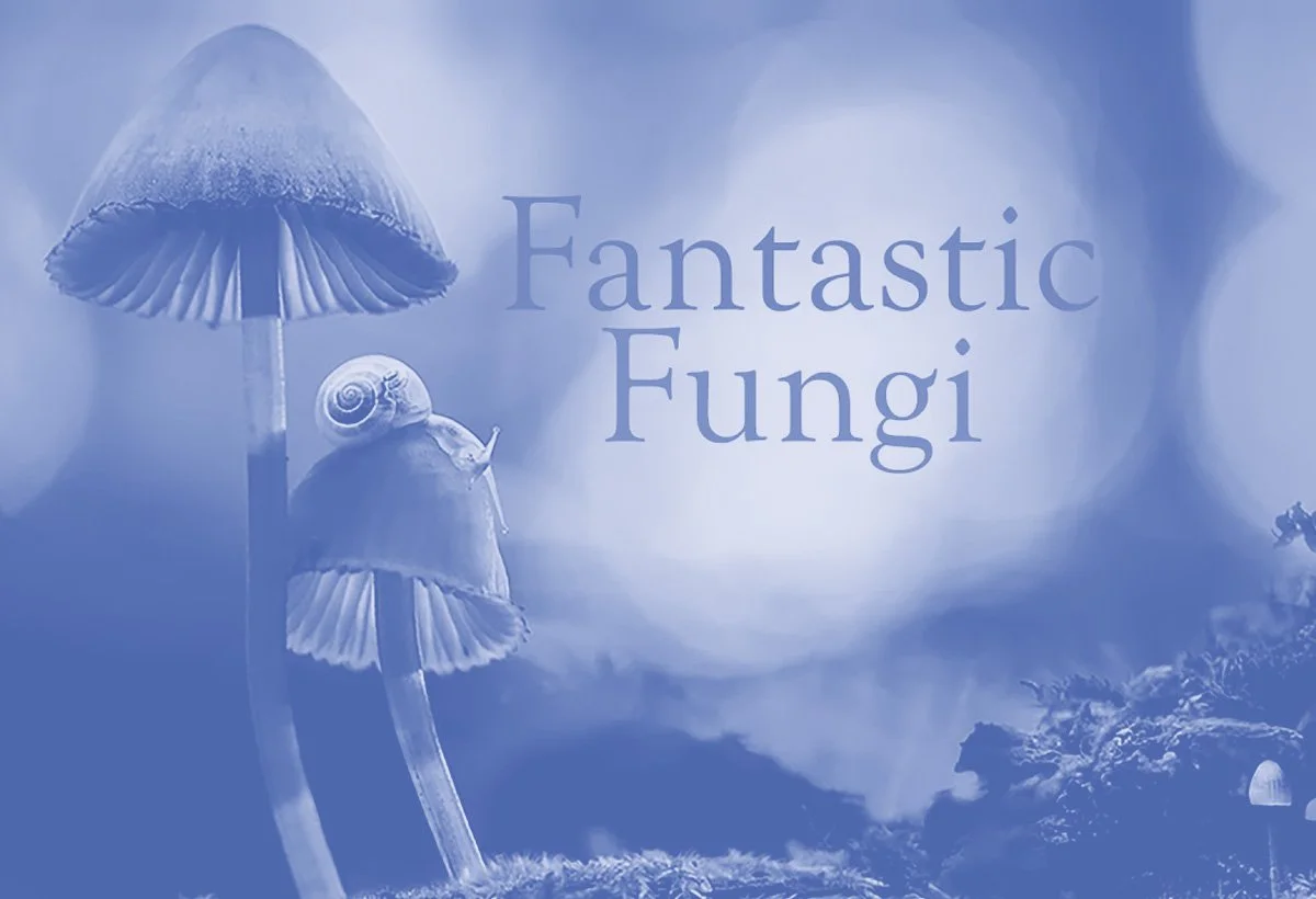 Illustration of fungi with mushrooms and a snail, over a blue background with the text "Fantastic Fungi".