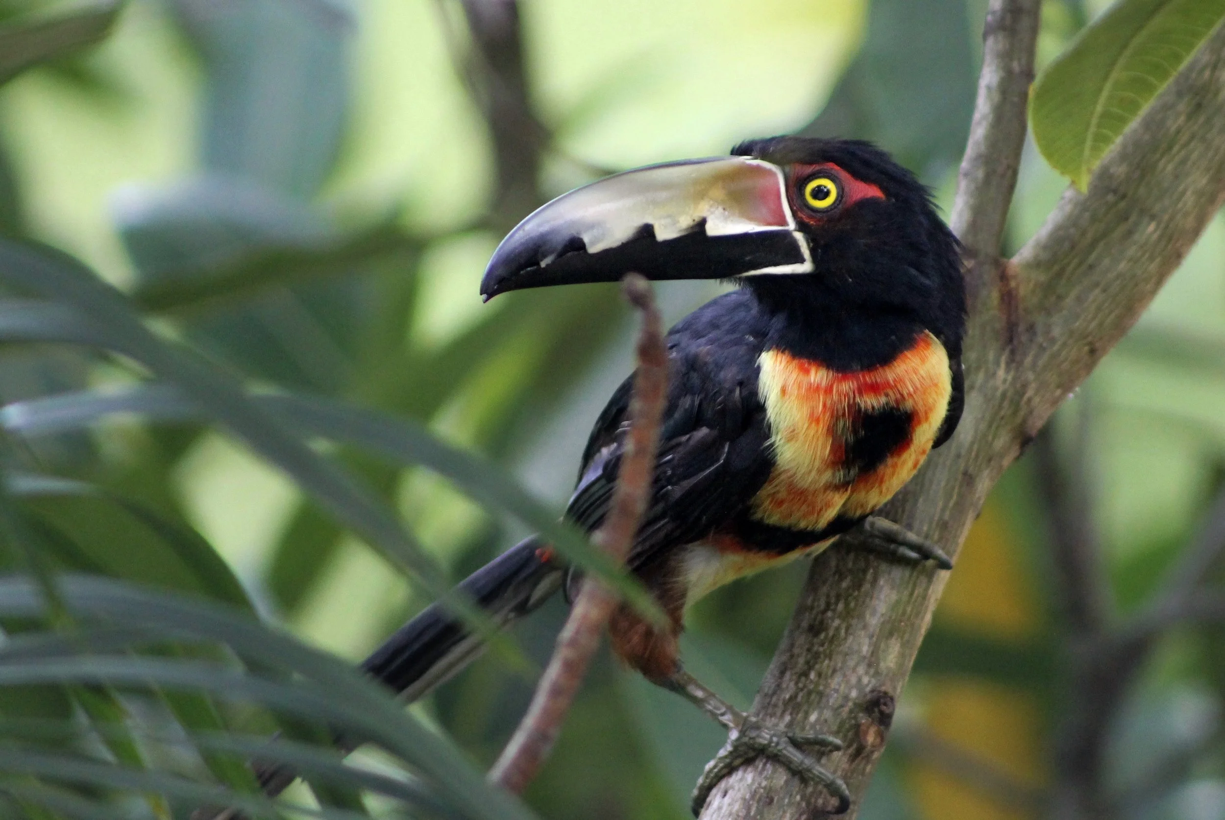 Aracari Toucan at Soberania National Park, Panama