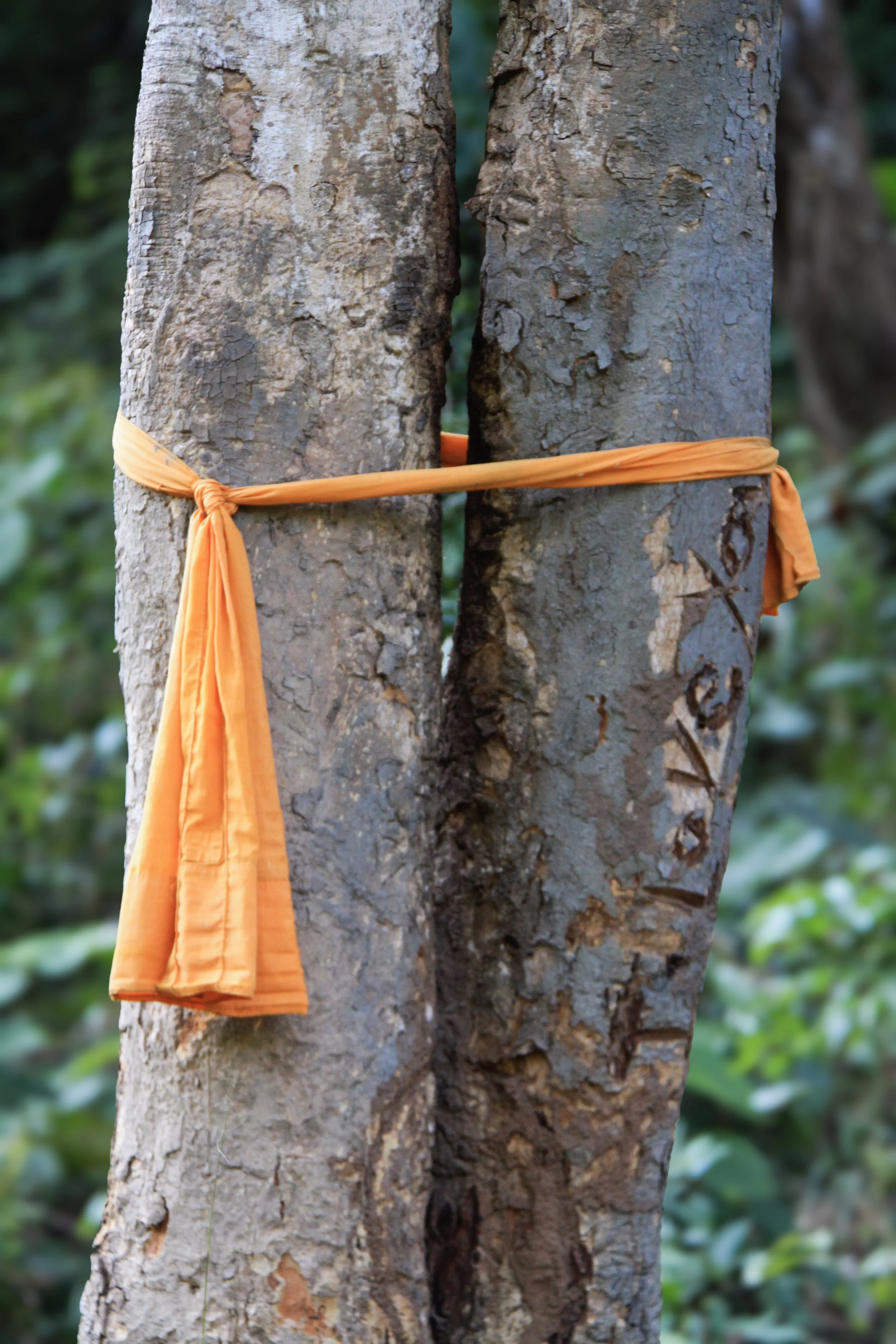 The Monastic Tree Ordination by Buddha