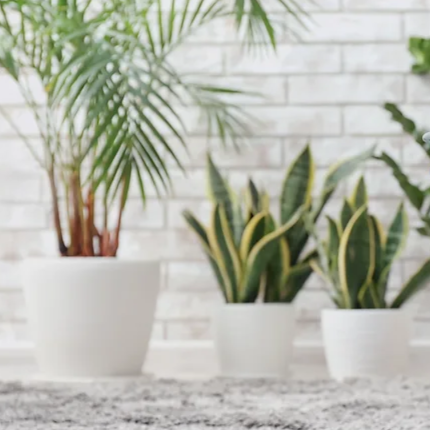 Clear your mind with fresh plants