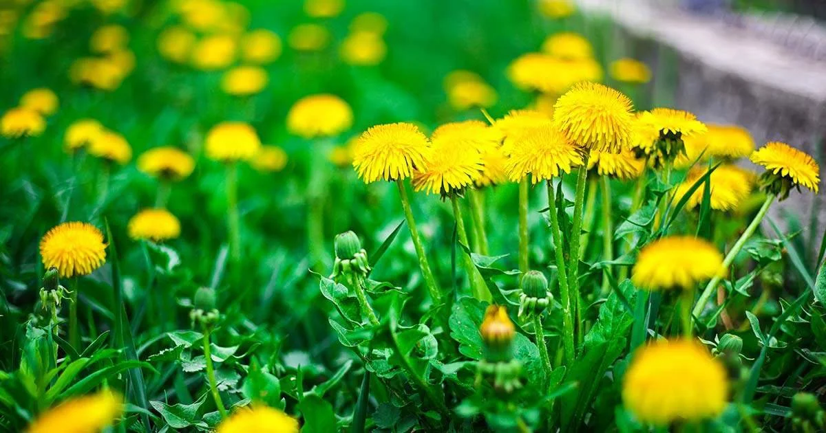Close-up of yellow dandelion flowers blooming in a green grassy field.