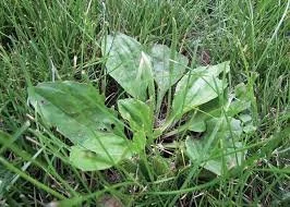 Green leafy plant growing in grass