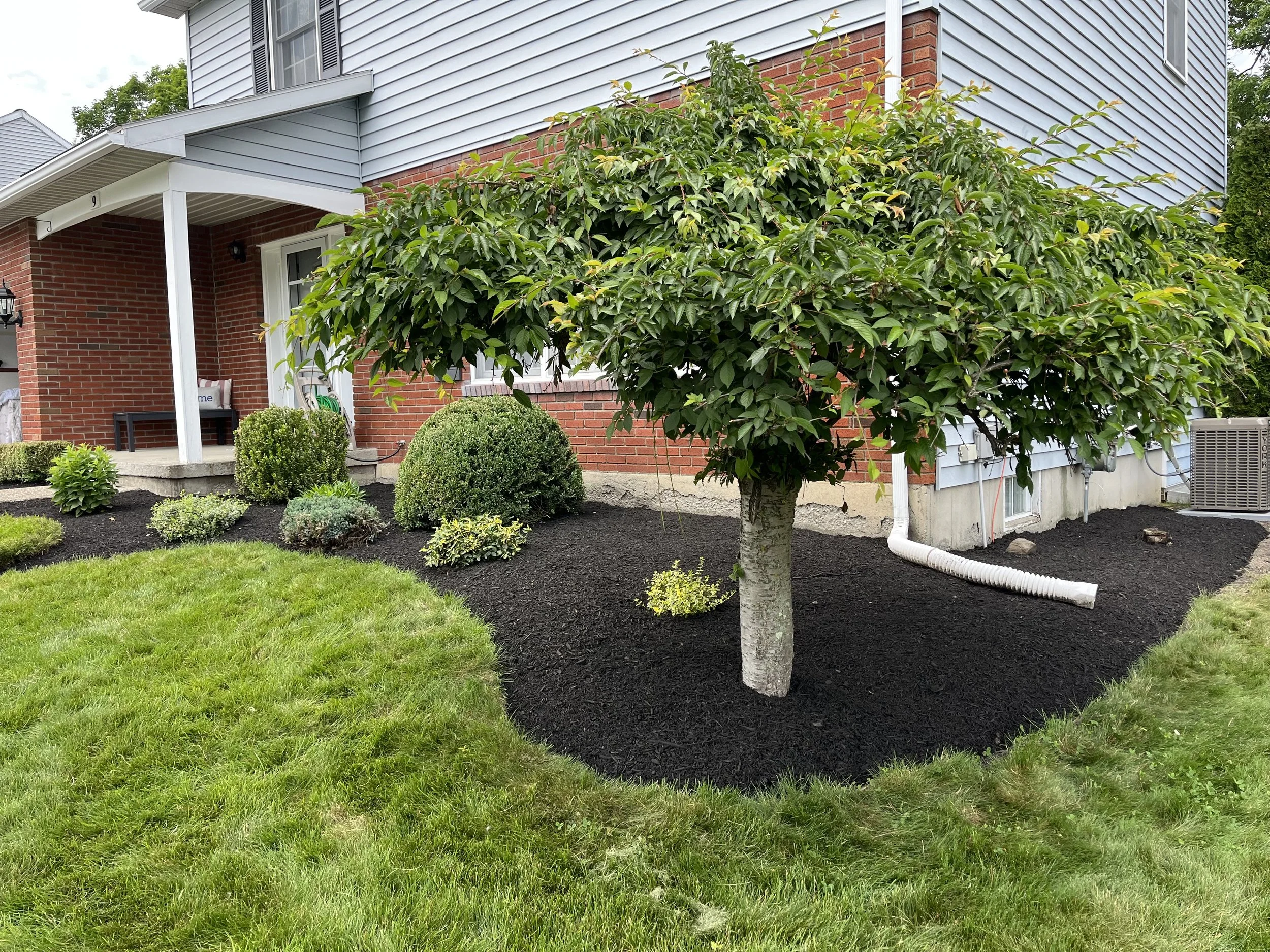 A landscaped yard with a small tree, bushes, and freshly mulched garden beds next to a house with blue siding and red brick walls.