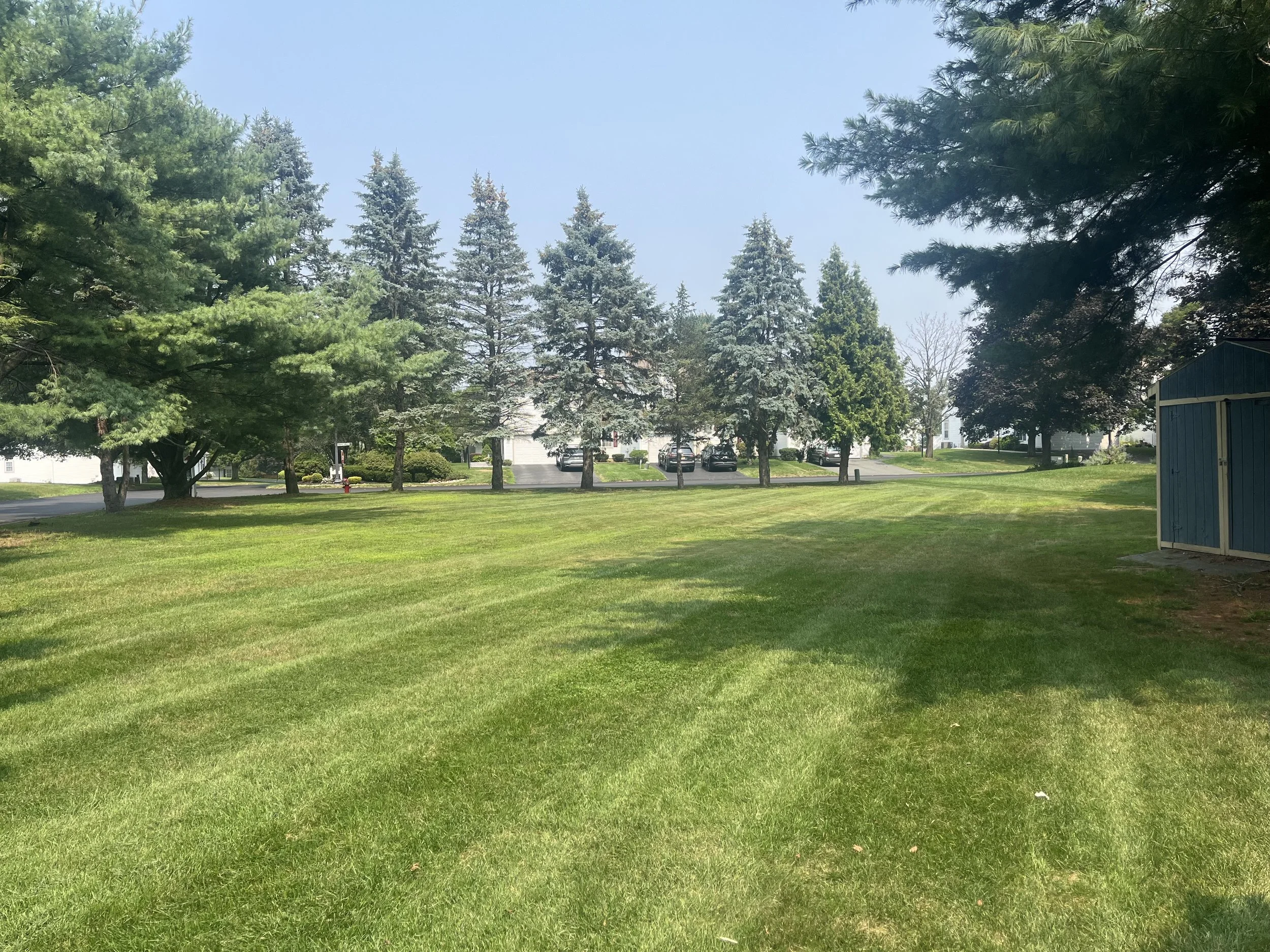 A grassy field with tall trees and a parking lot with cars in the background, on a sunny day.