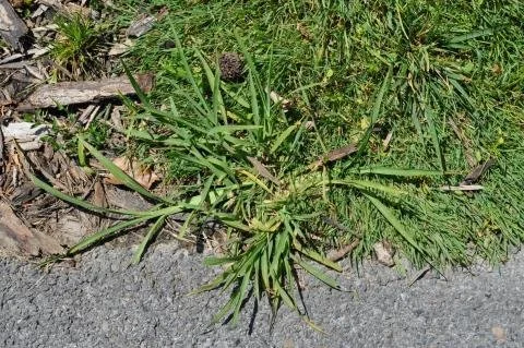A patch of grass and weeds growing along the edge of a paved road.
