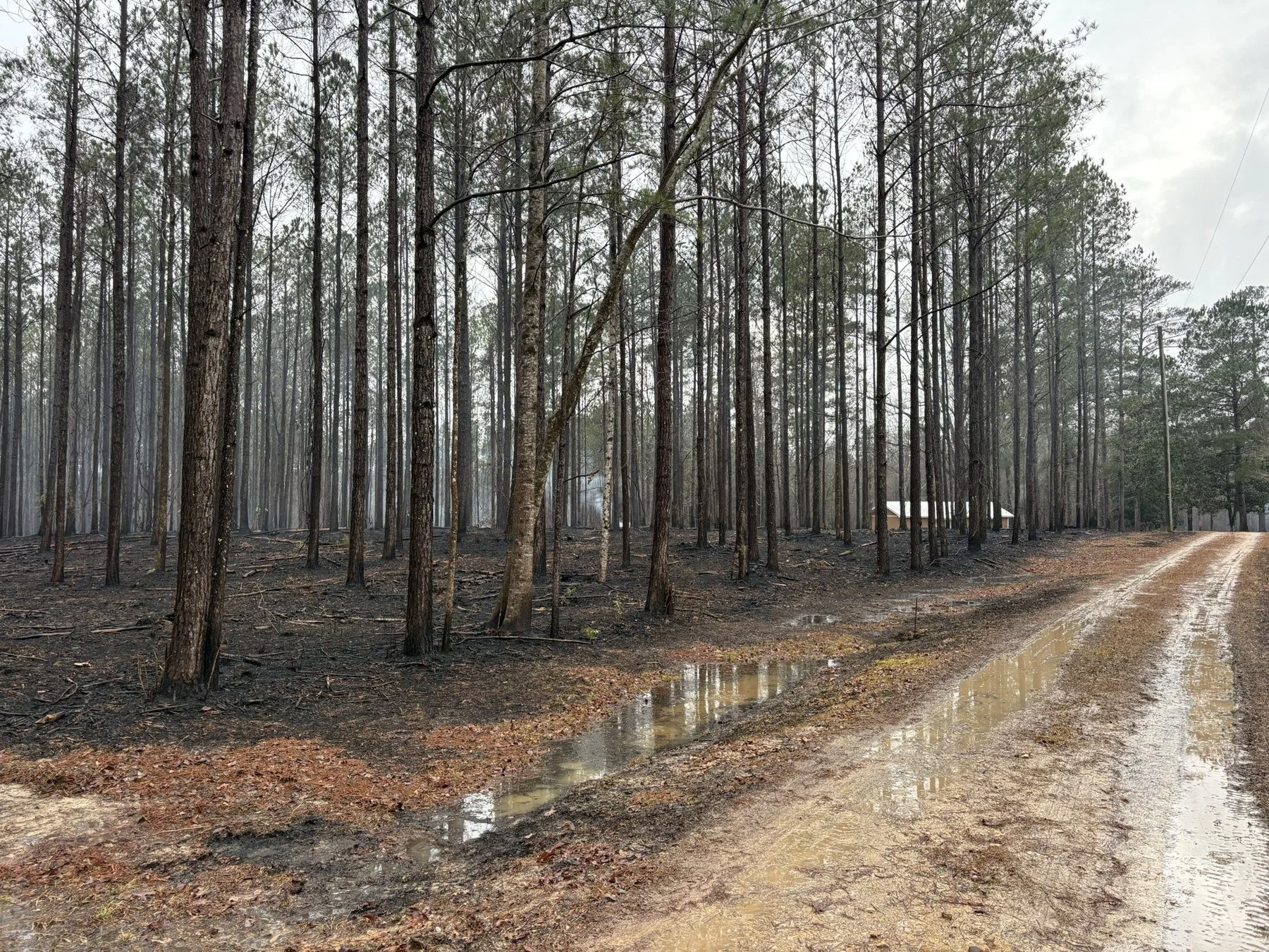Prescribed Burning