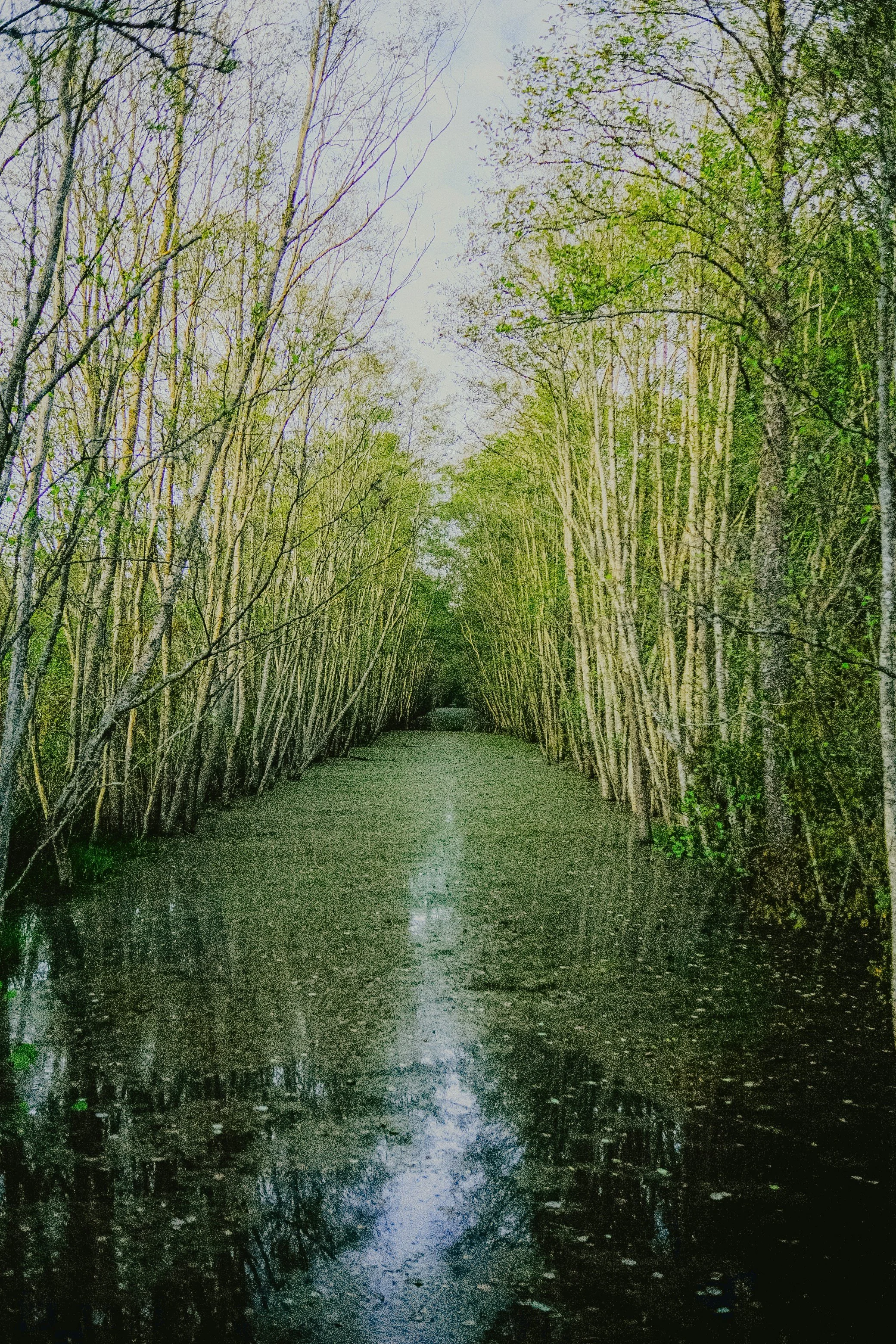 A narrow waterway surrounded by tall, leafless trees on both sides, with some green foliage and an overcast sky.