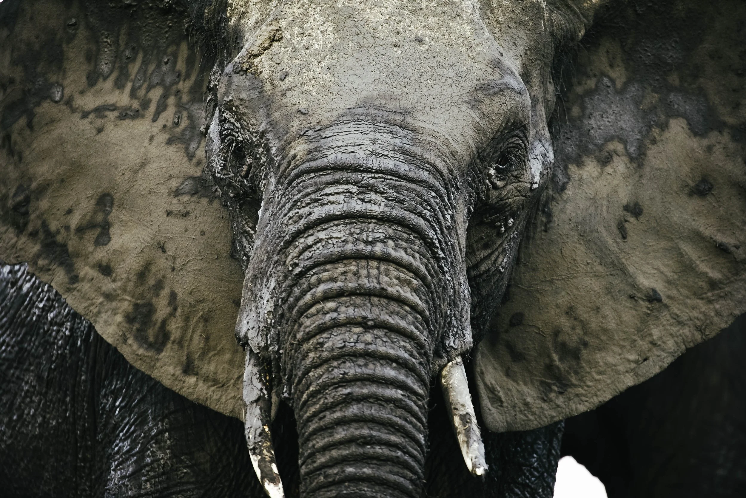 Elephant+Portrait+.jpg
