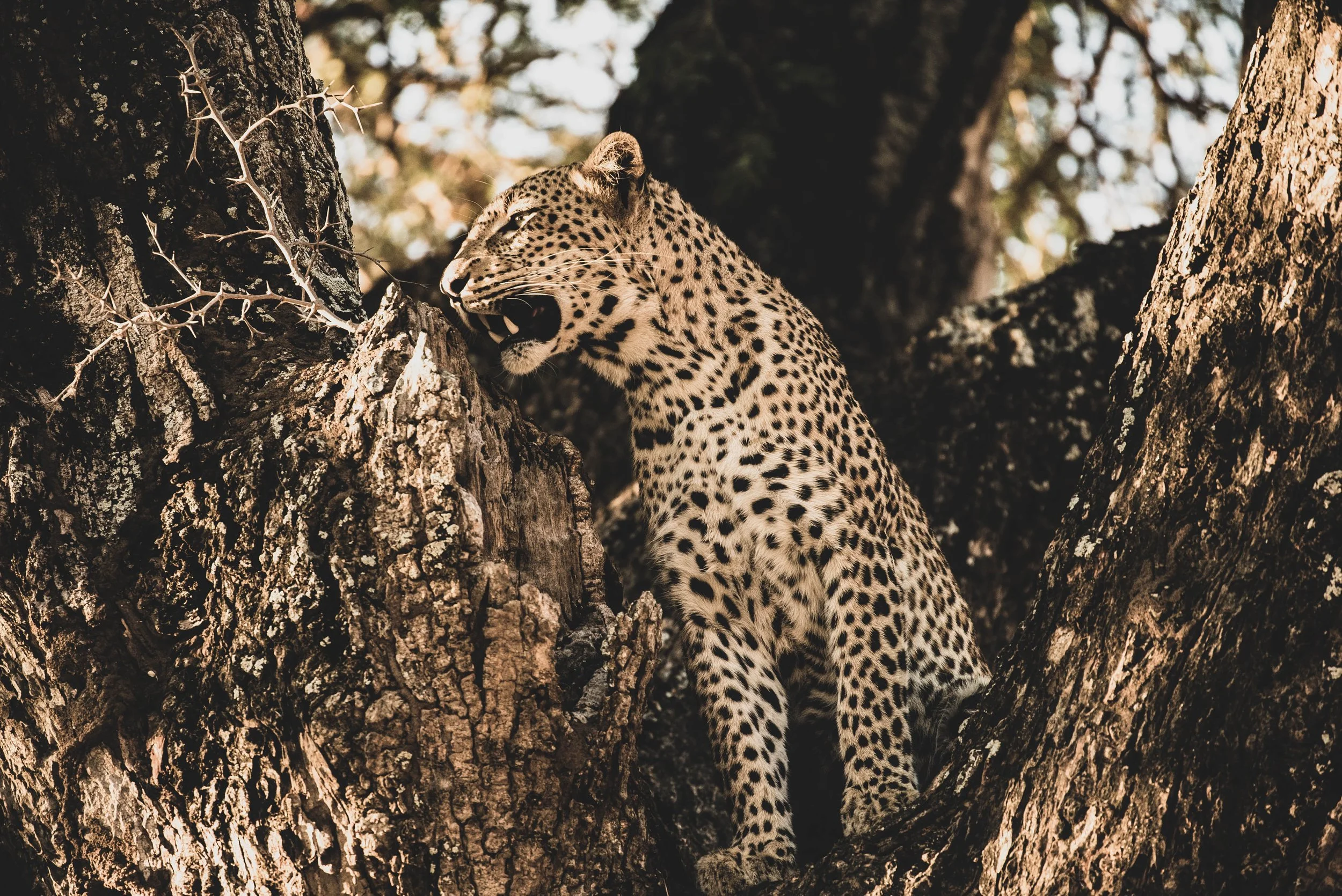 Leopard+In+Tree.jpg