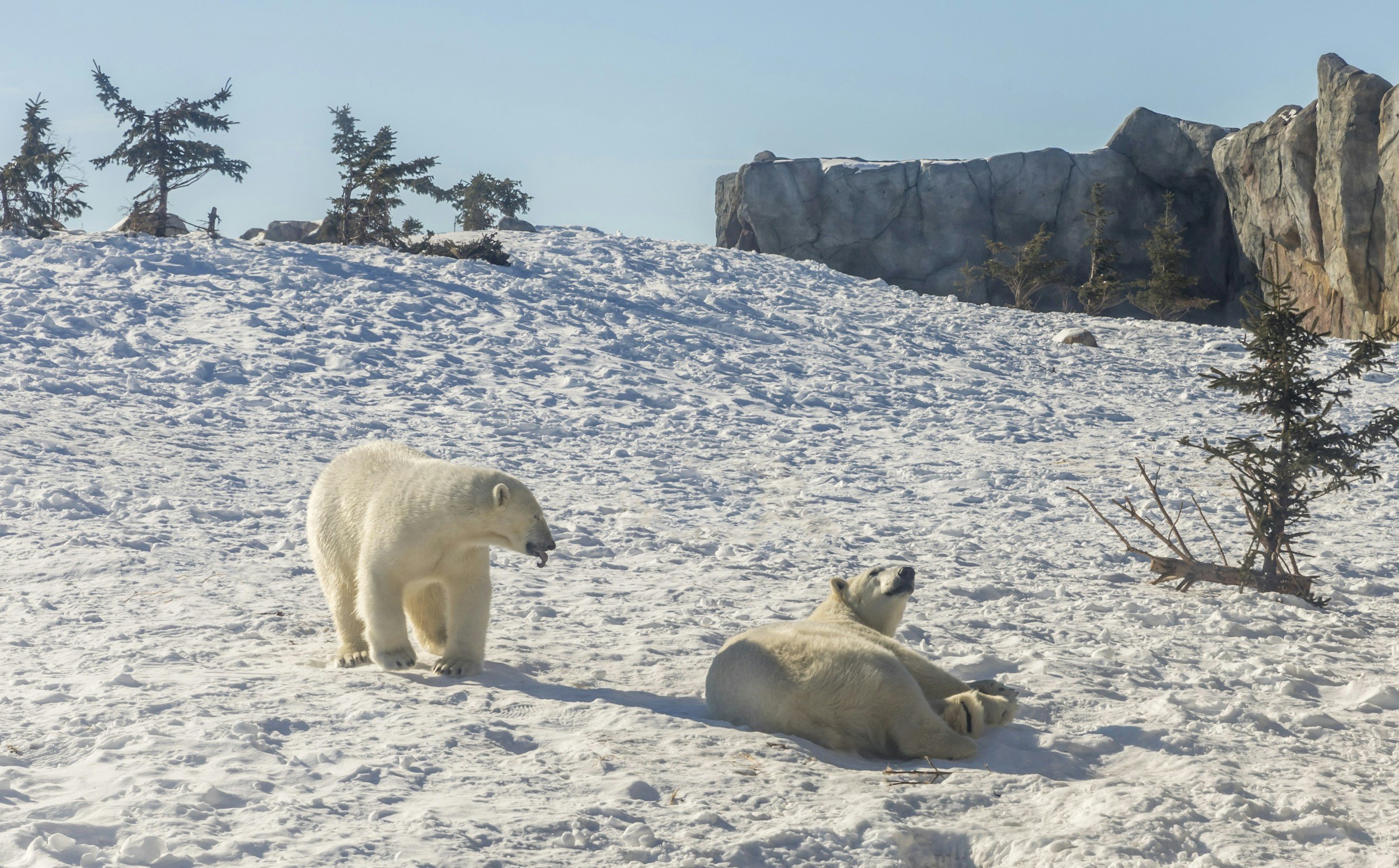 Two polar bears on snow-covered ground with small trees and large rocks in the background.