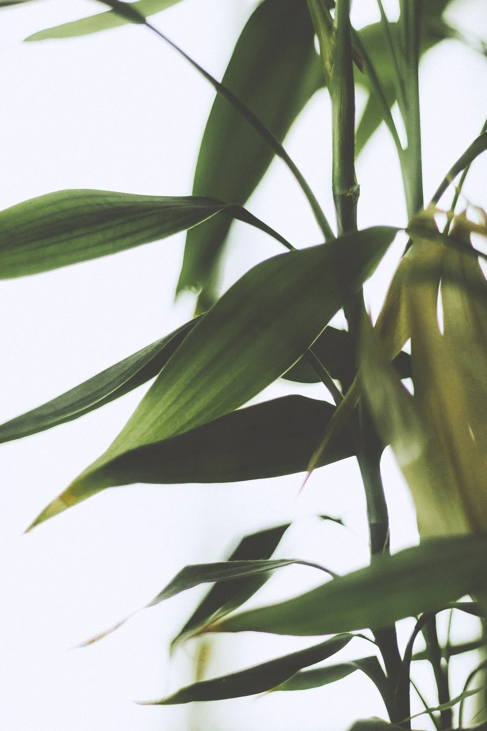 Close-up of green bamboo leaves against a bright sky.