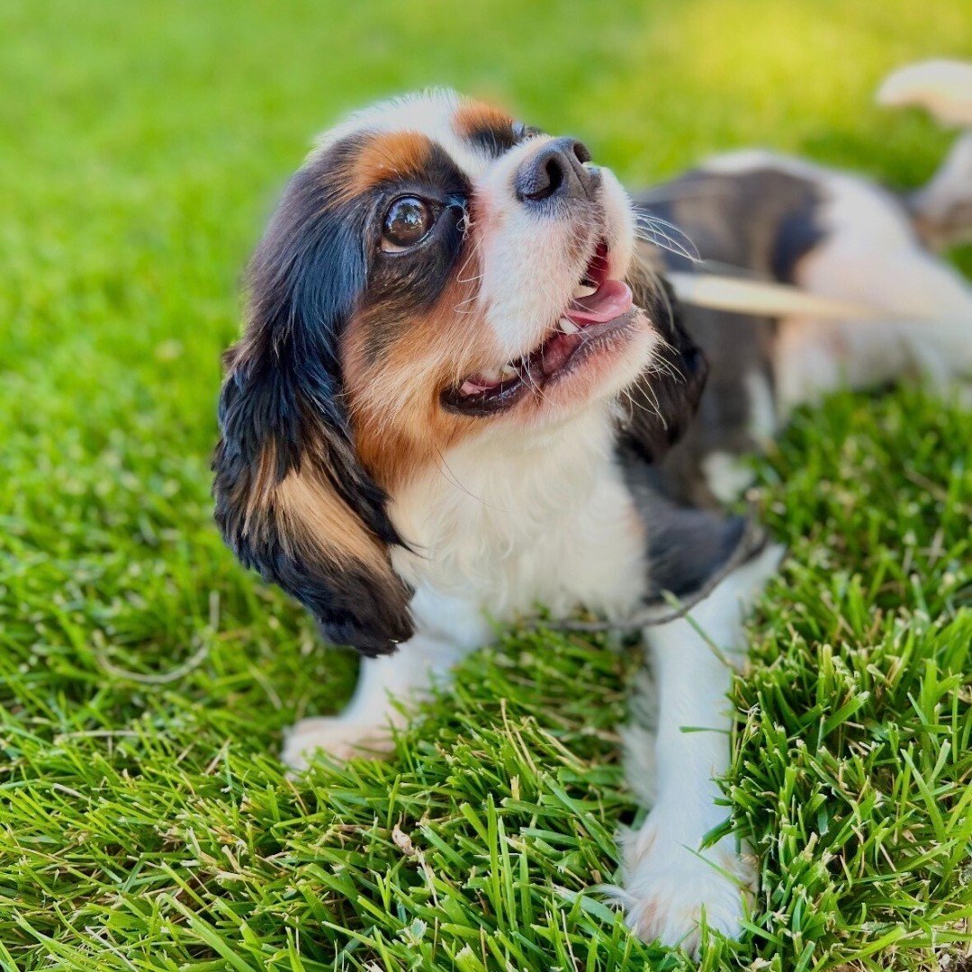 She's a snuggler, a park regular, and small enough to be mistaken for a puppy. 🐶

Dolly the Cavalier King Charles Spaniel is new to town but already loved by her neighbors. 🐾

"She'll lie right on your chest and gaze into your eyes," says