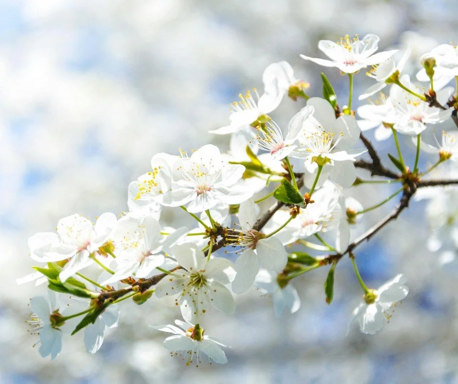 "April always feels like a fresh start." ❤️

This month's message is a warm reminder to reconnect, bloom, and embrace local life. 🌼

Let's make this a season of sunshine and neighborly moments. ✨

#StrollScarsdale #FromThePublisher #Spring