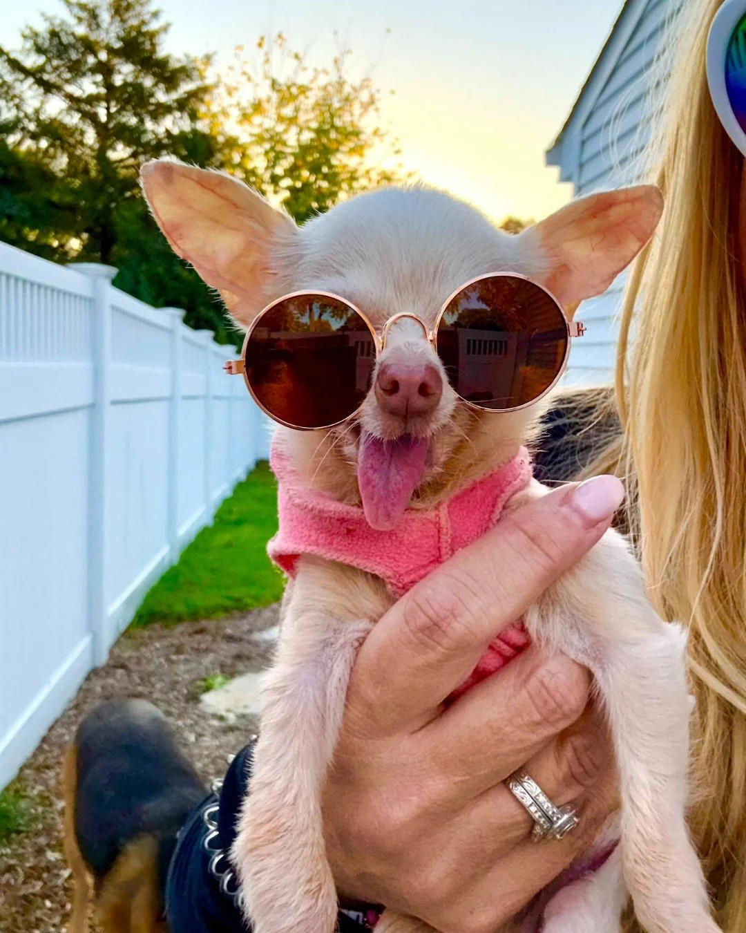 Meet Mabel, this 7-year-old chihuahua is proof that second chances can change everything. 🐾

After surviving a hoarding situation, Mabel found her forever home in September 2025. Now, she's sharing that love in a big way as part of the Animal Assist