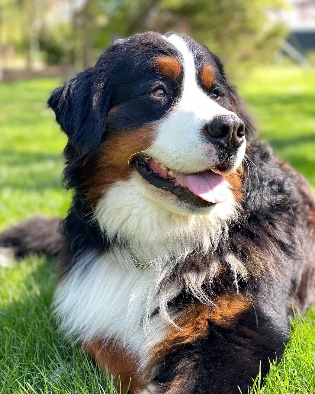 Meet Euchre, the gentle giant bringing joy to his Arlington Heights family! 🐾

This lovable Bernese Mountain Dog joined his family after being adopted from a farm, and it was love at first sight. Today, Euchre enjoys exploring his yard, greeting nei