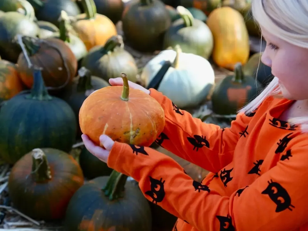AHPD’s Autumn Harvest