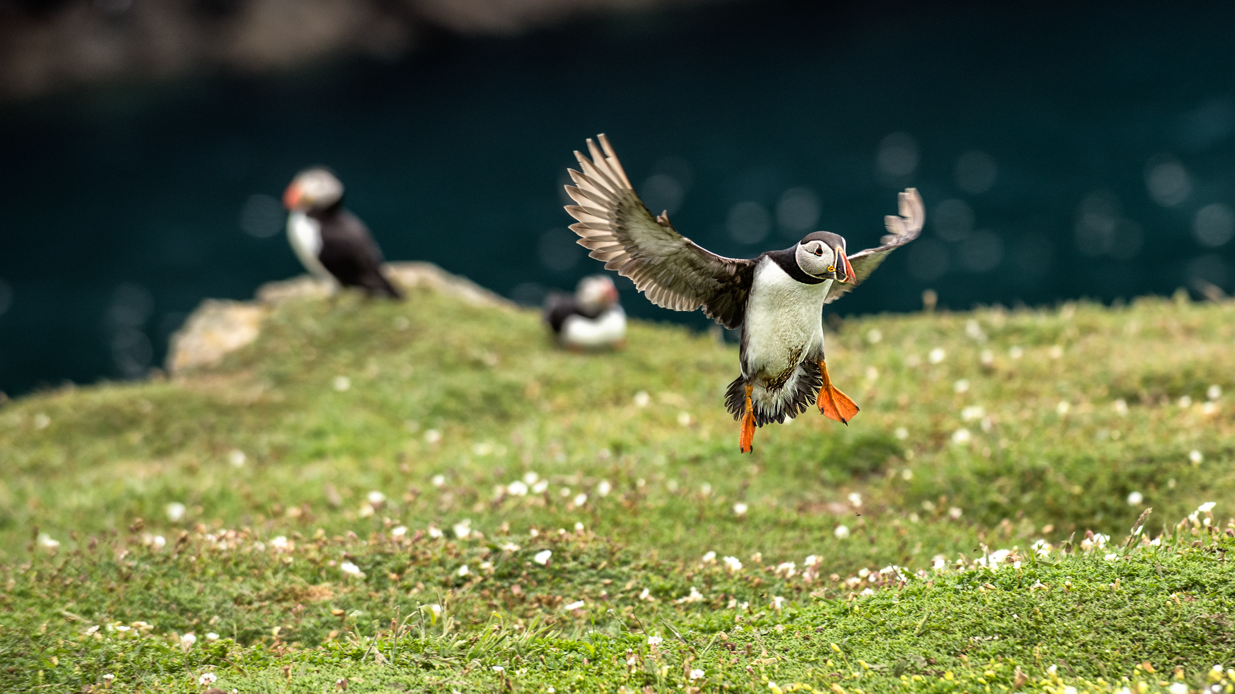 Puffin Landing.png