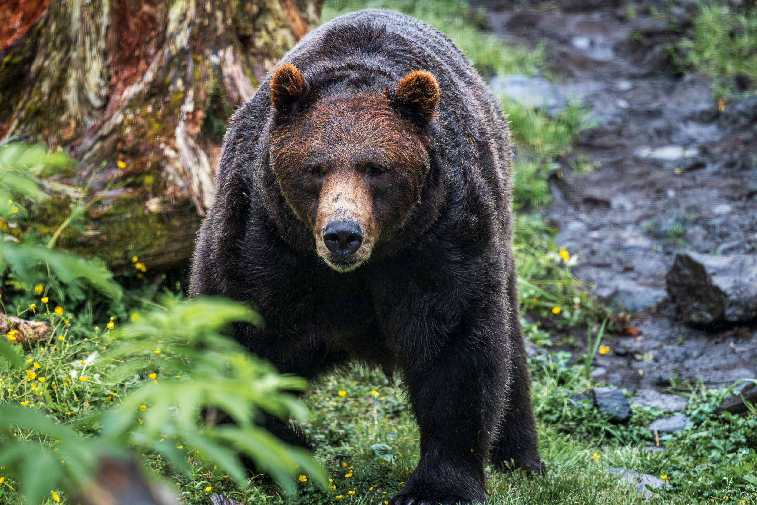 North American Wildlife
