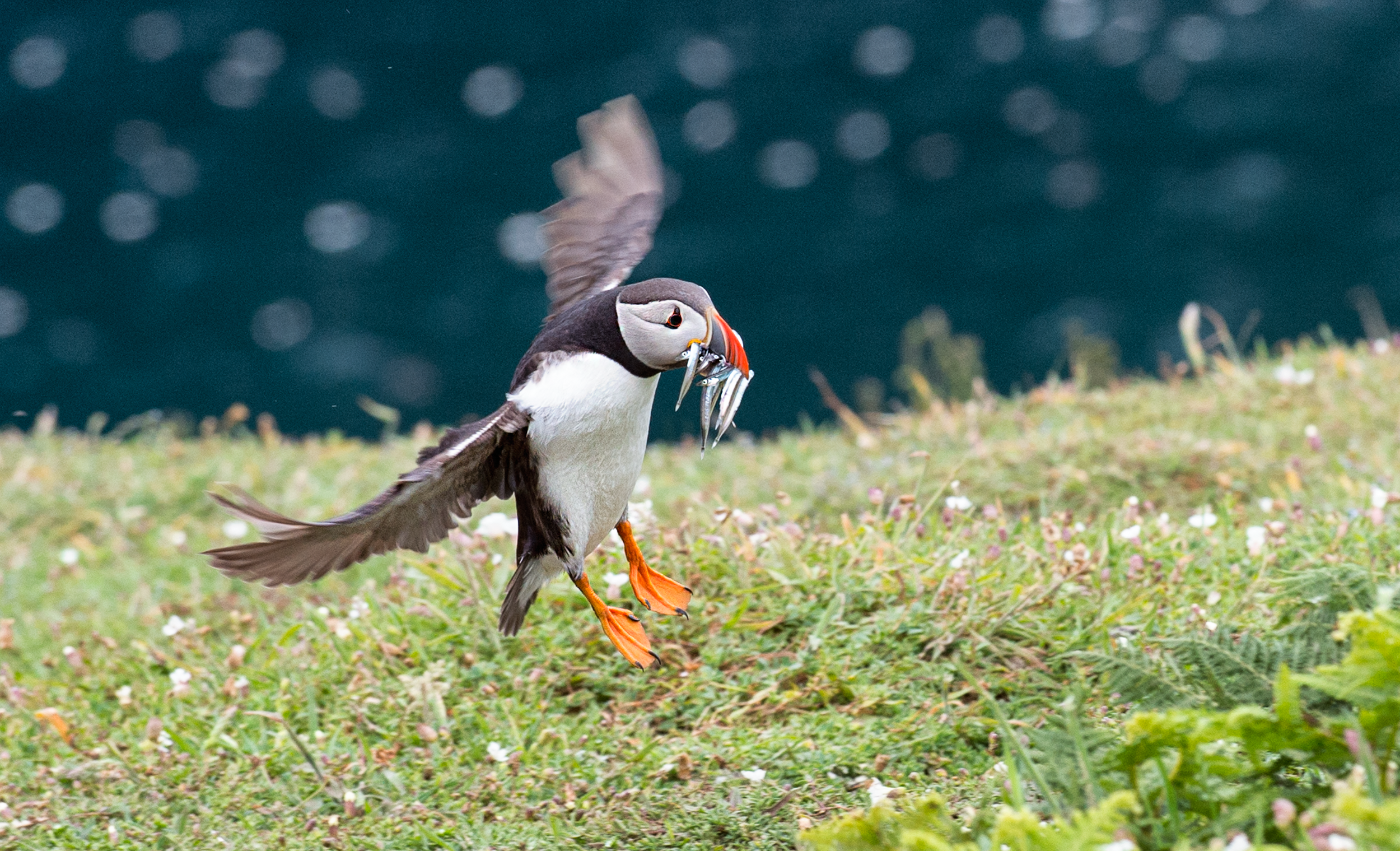 Puffin Landing Eals.png