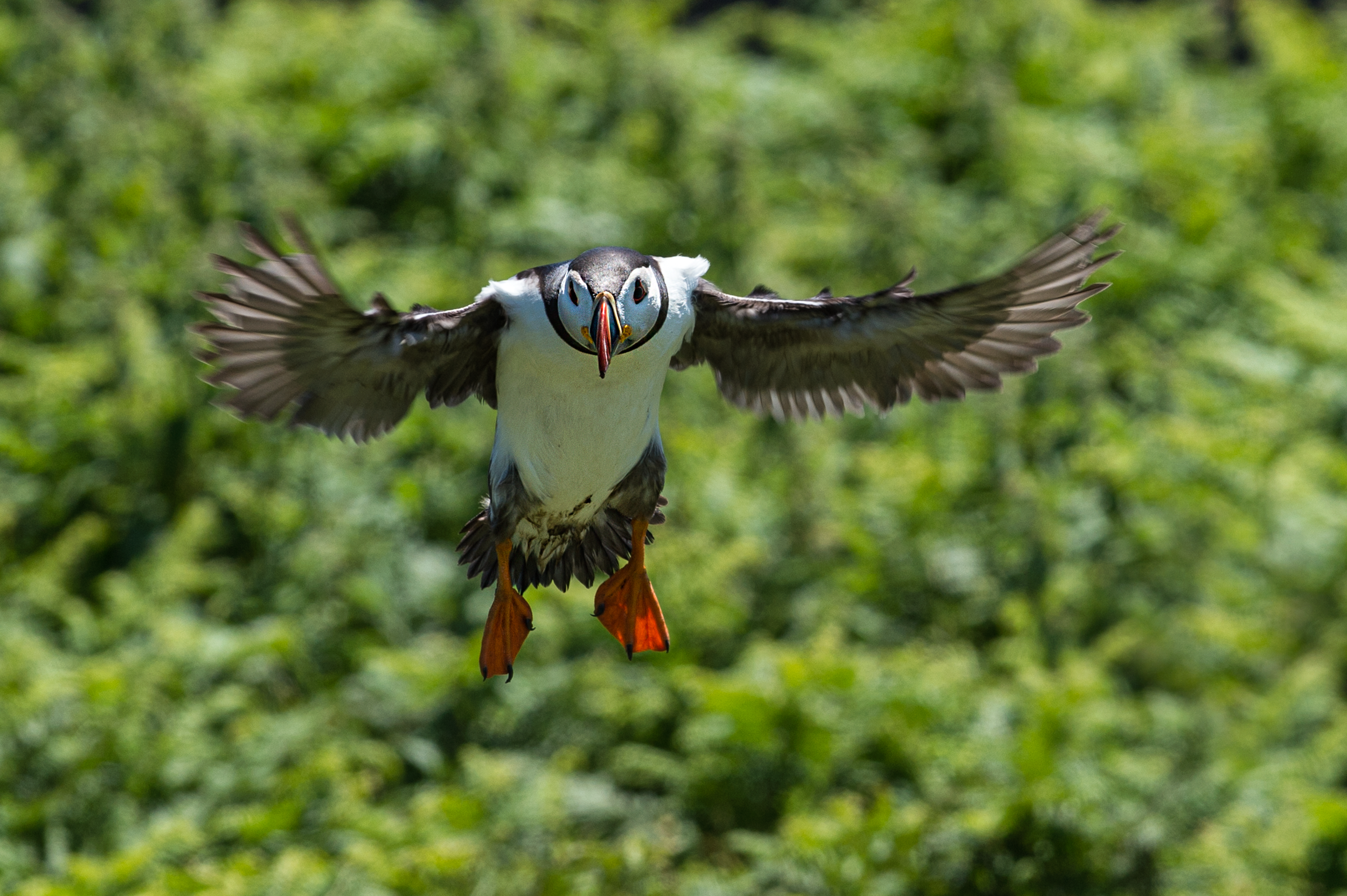 Puffin Fly Towards.png