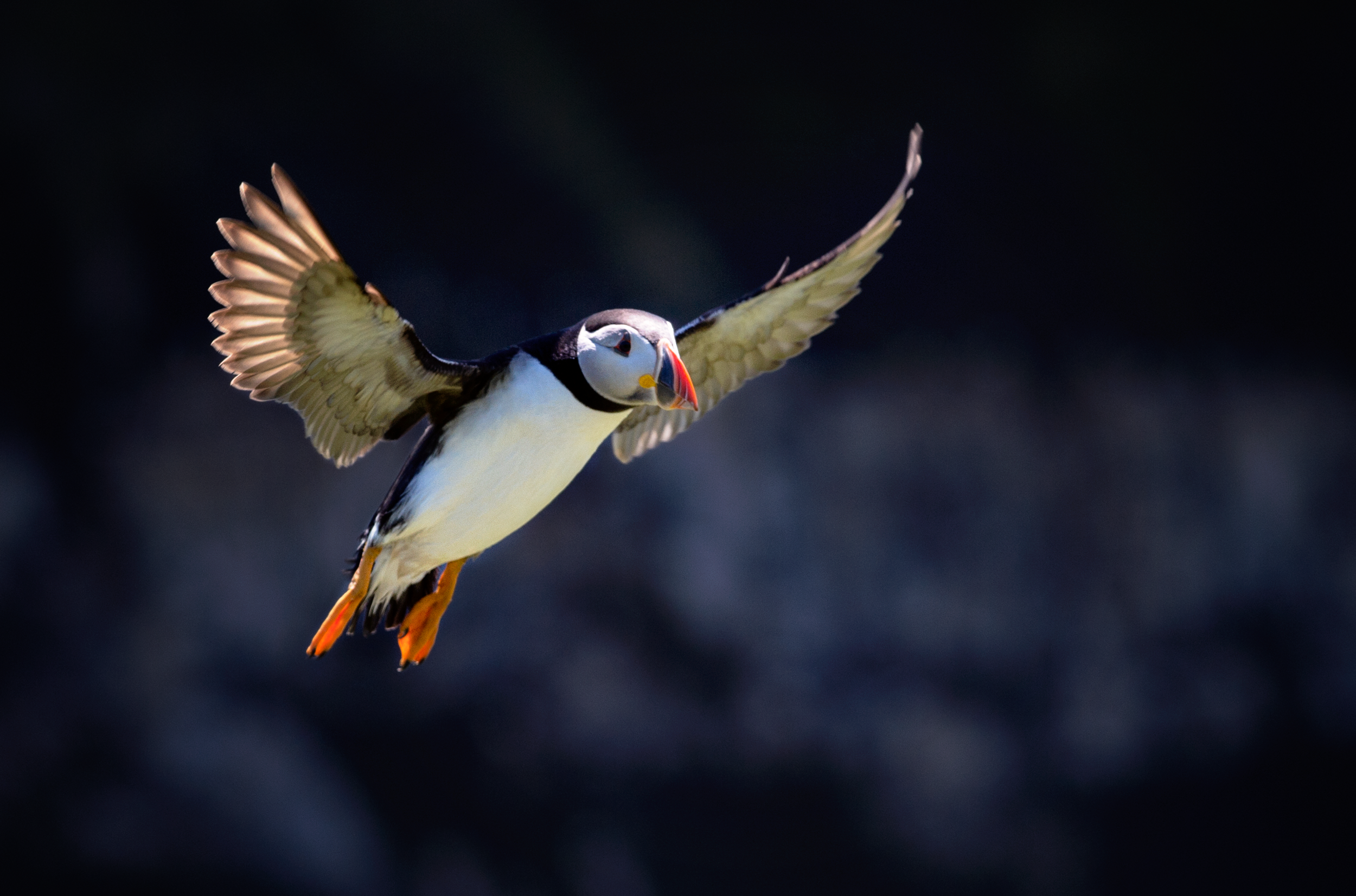 Puffin Gliding.png
