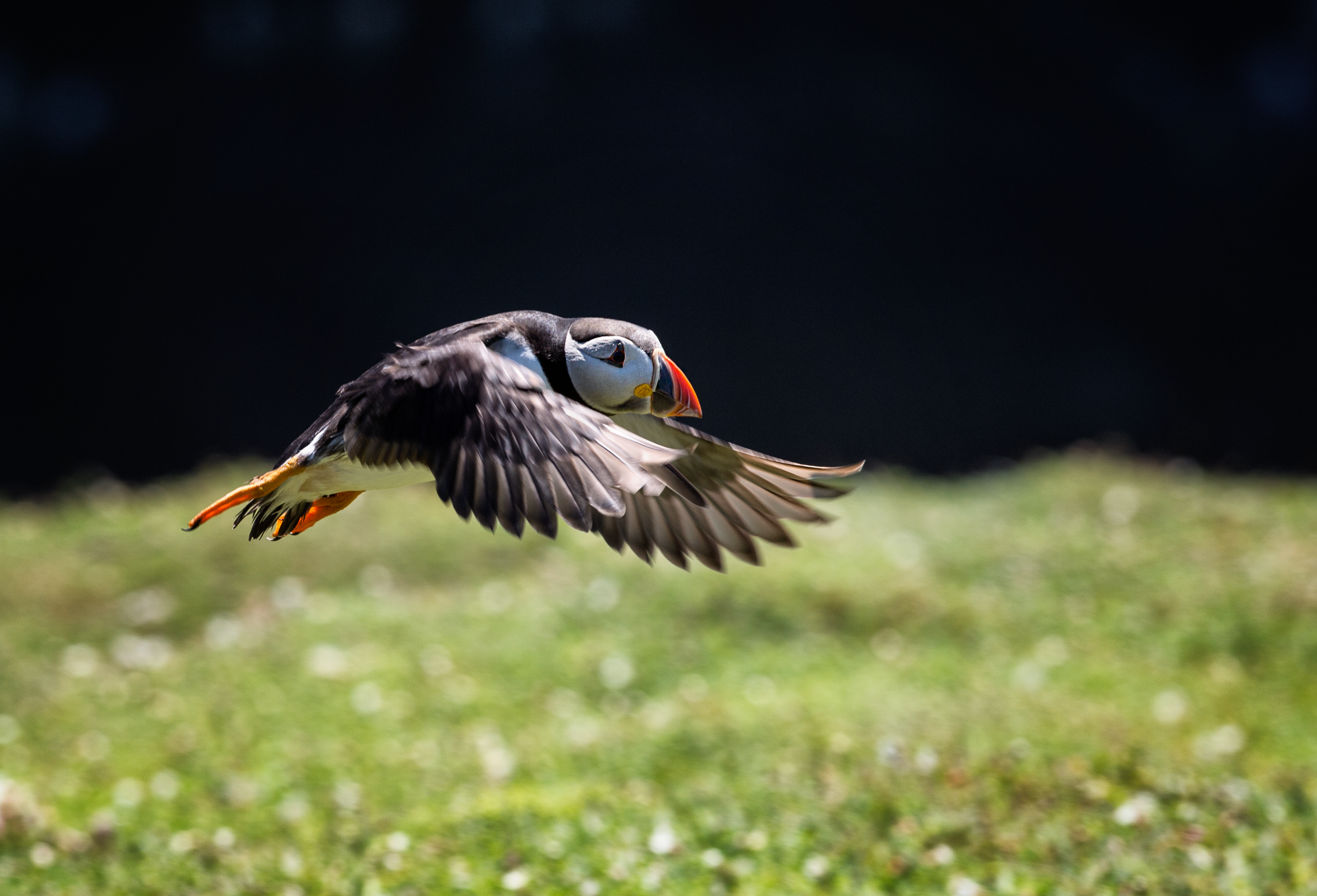 Puffin Flying Across.png